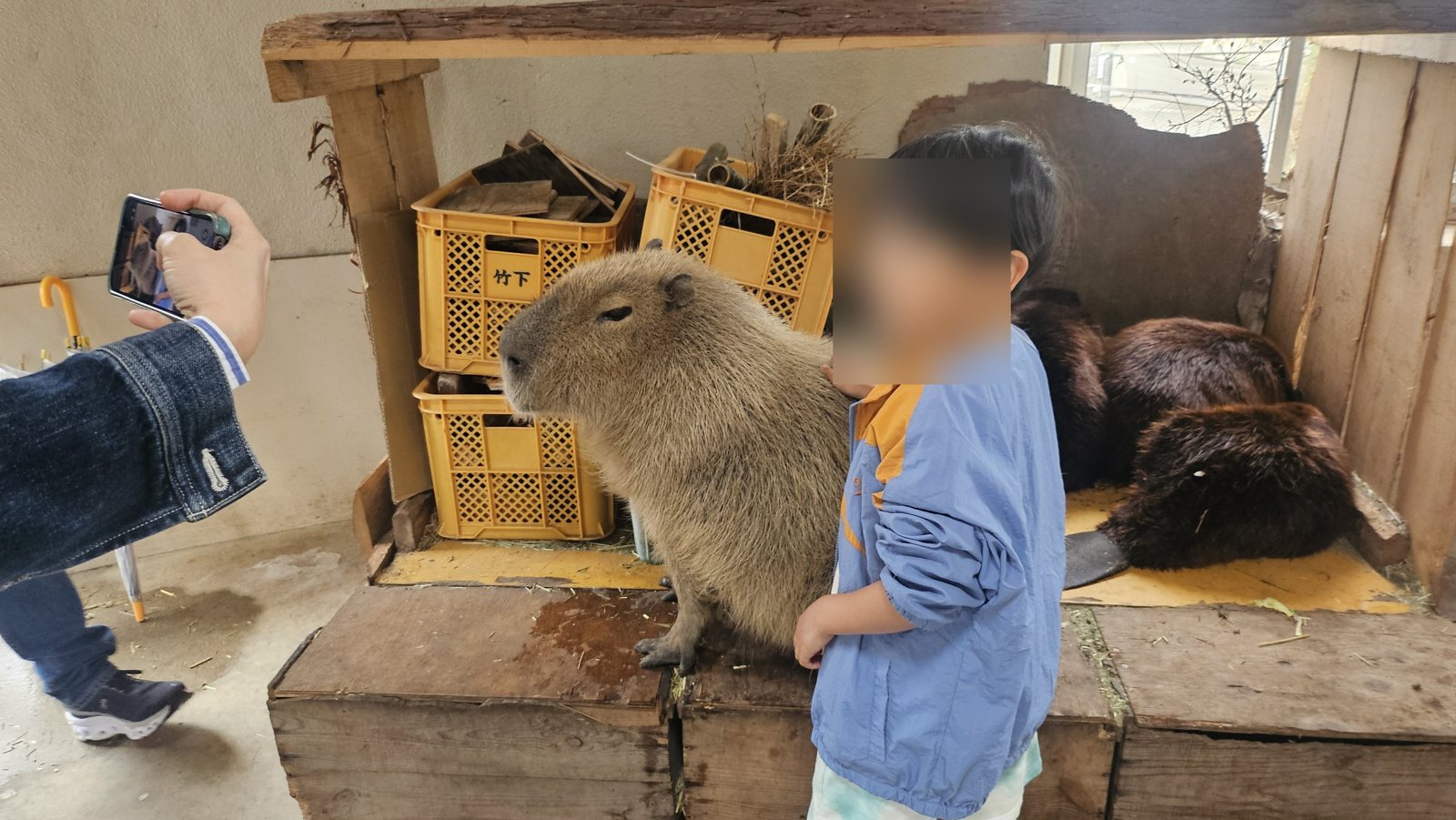 カピバラを撫でる息子。奥にもう1頭います
