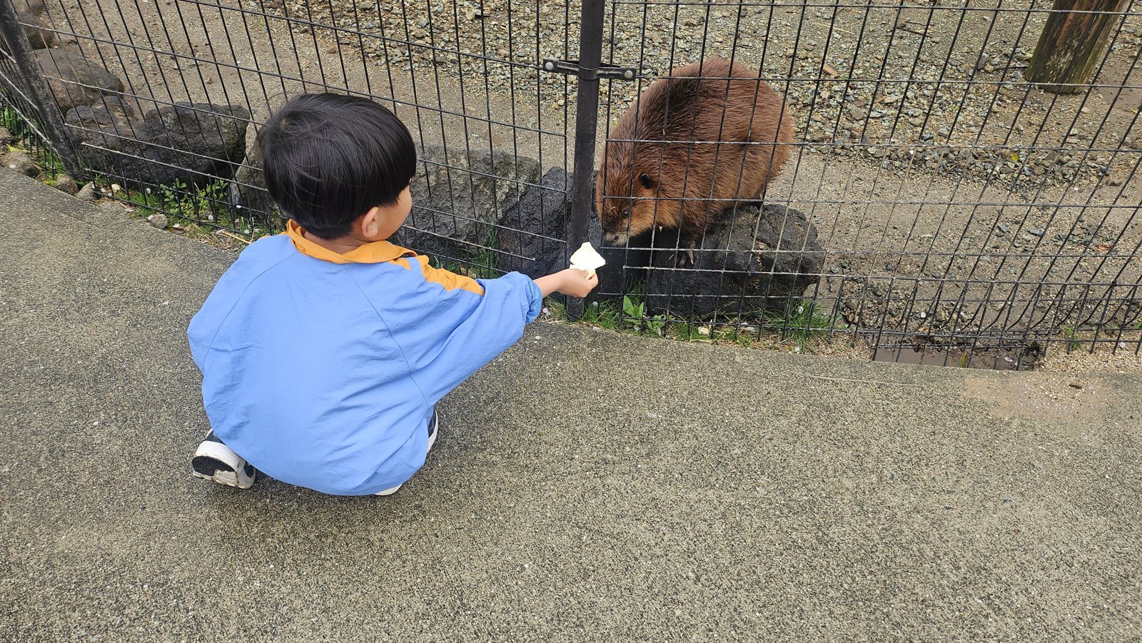 キャベツを差し出す