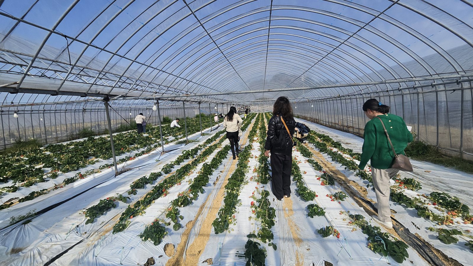 9番ハウスの中。畝が地面の高さにあります