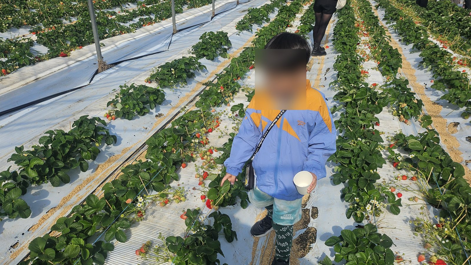 地面のいちごを探す息子