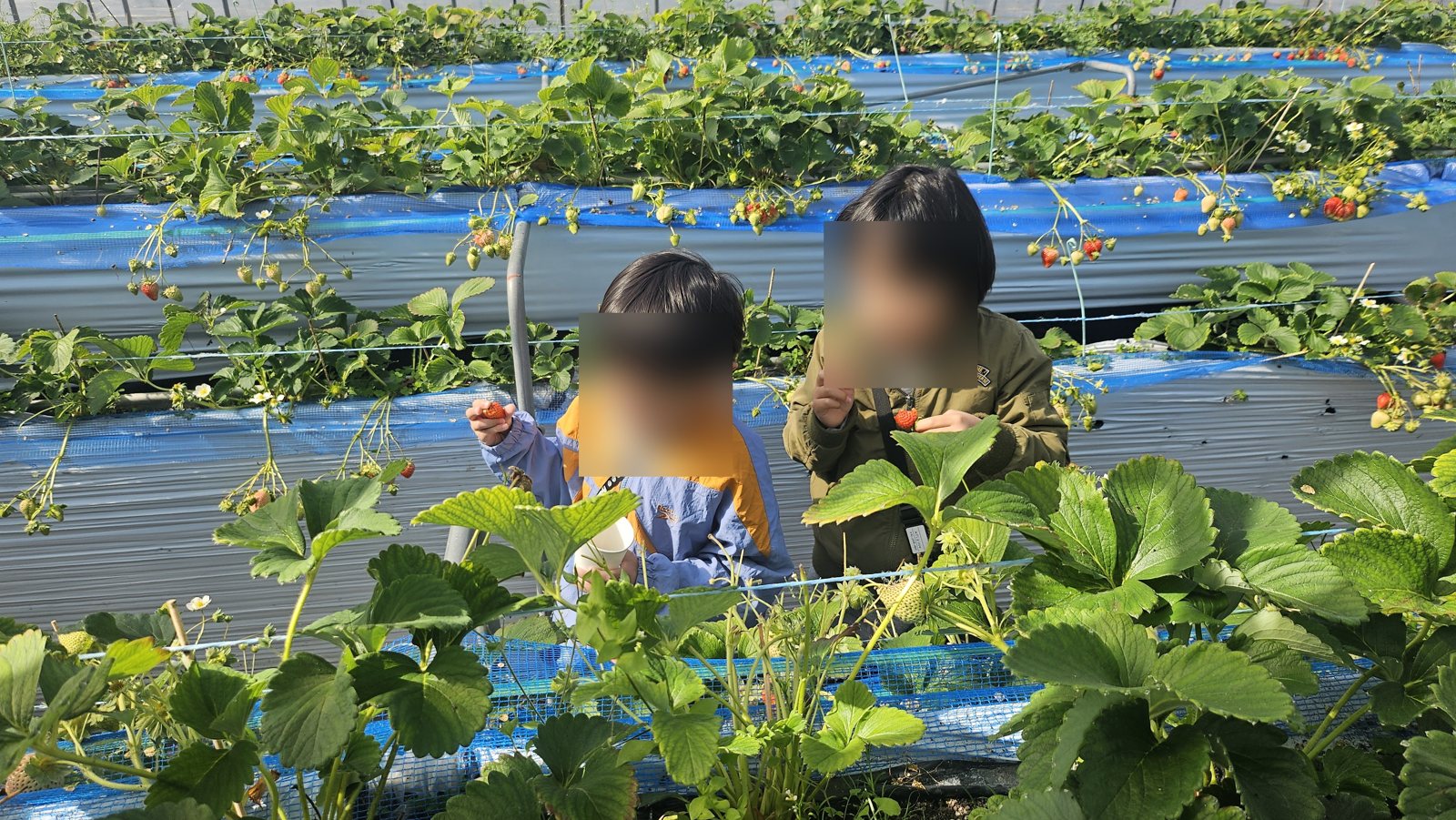次のいちごへ