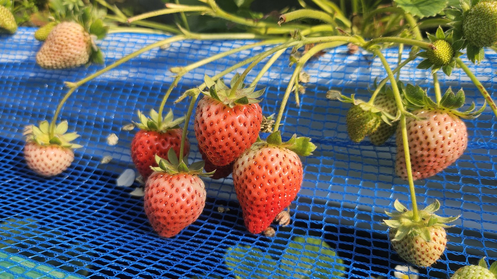 白い実と赤い実が混ざっています