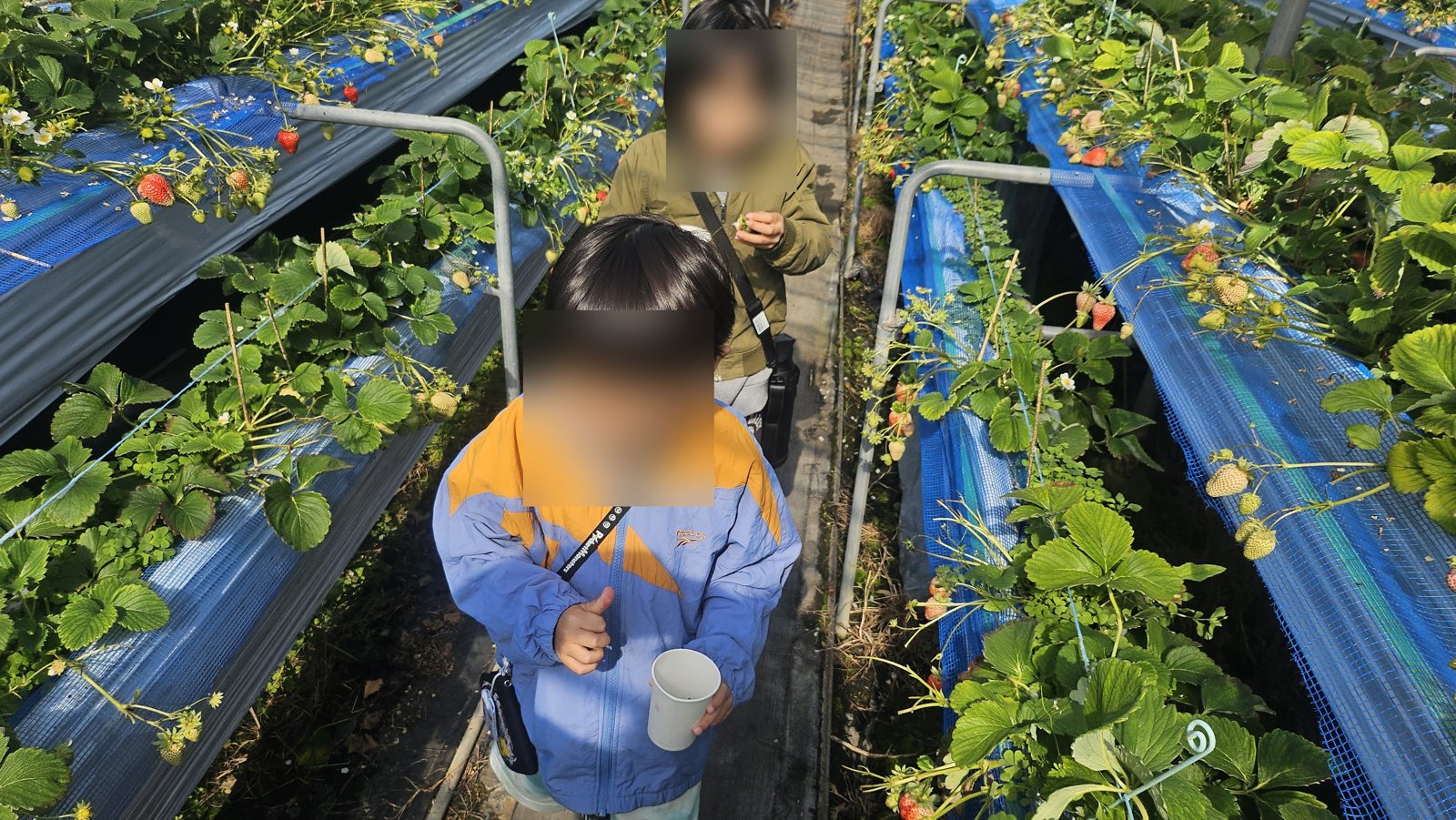 通路を進みながら、めぼしい実を探します