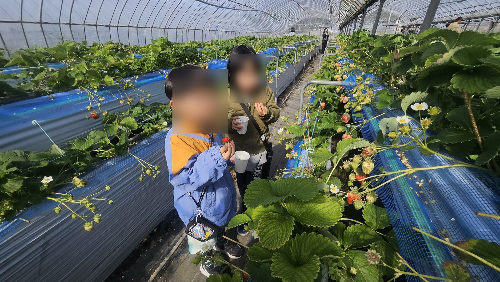 通路の奥までいちごが続きます