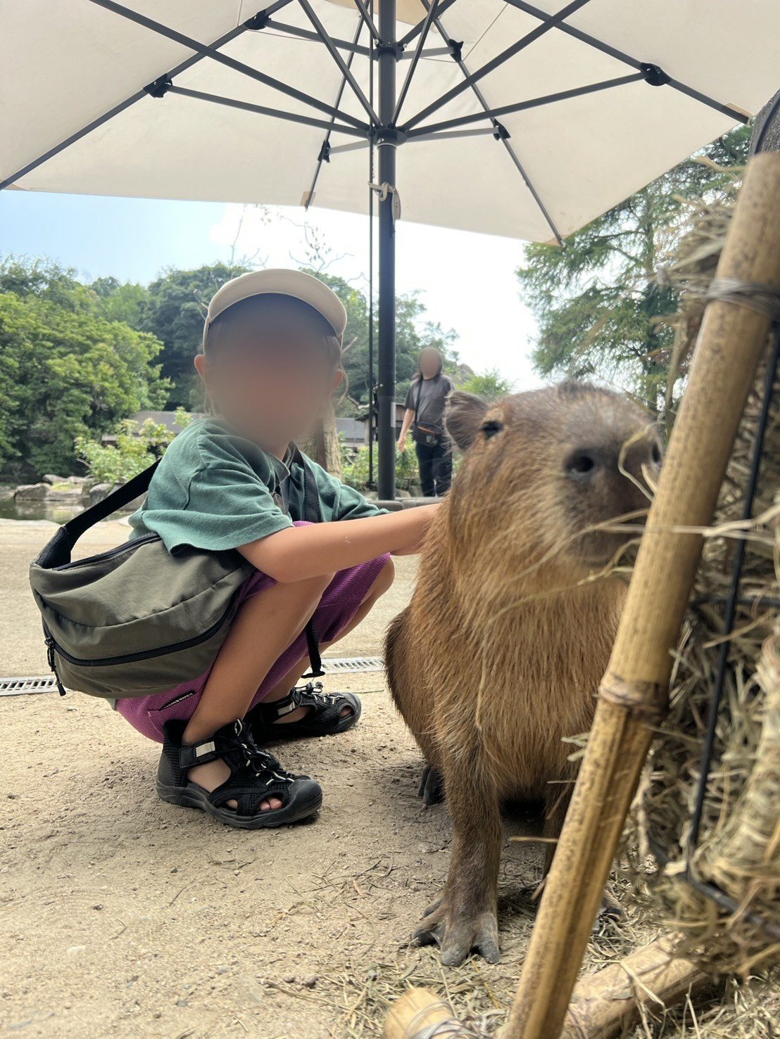 カピバラは柵の向こうではなく、すぐ隣にいます