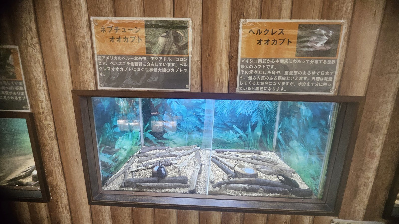 ネプチューンオオカブトとヘルクレスオオカブトの展示