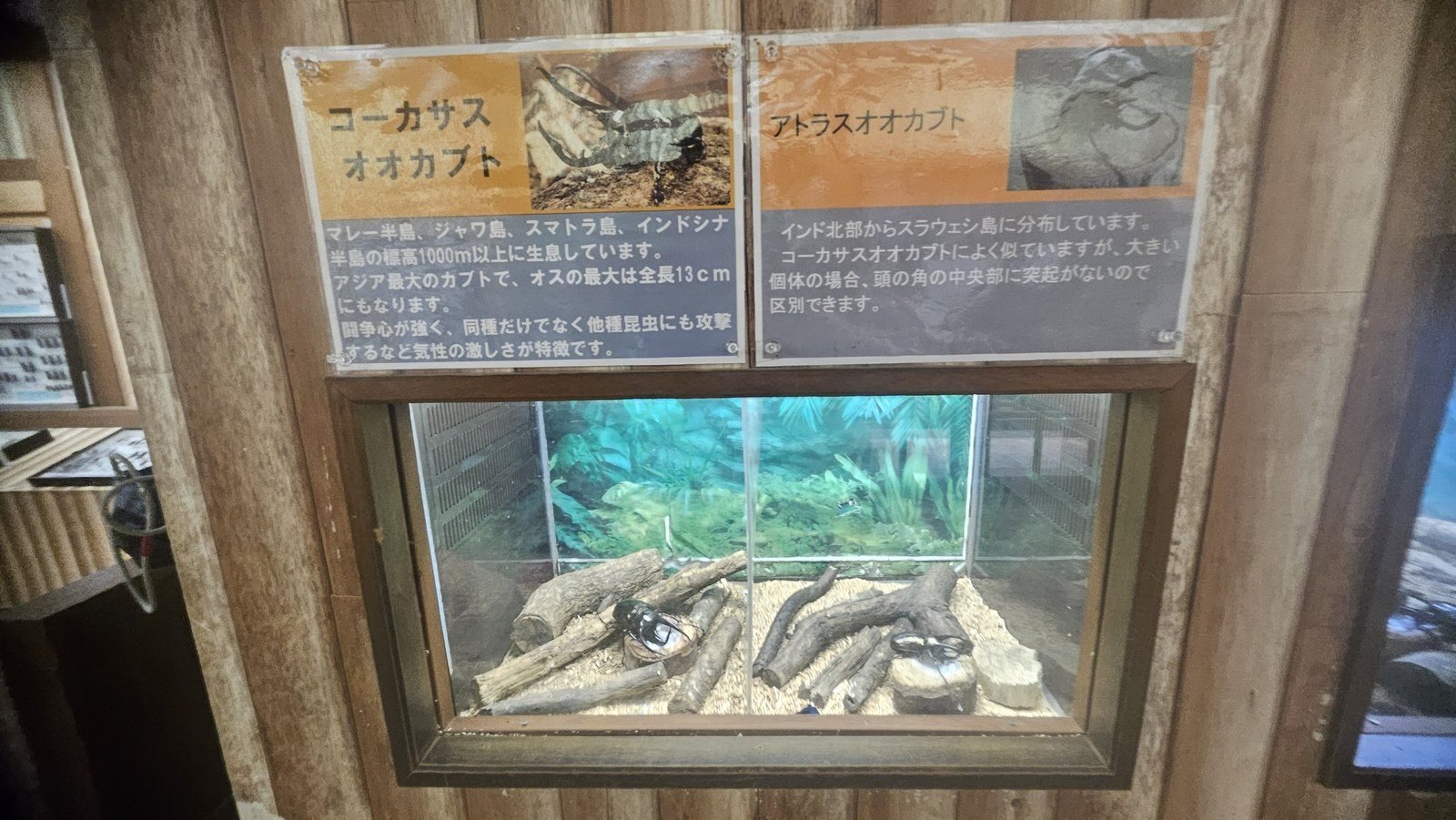 コーカサスオオカブトとアトラスオオカブトの展示