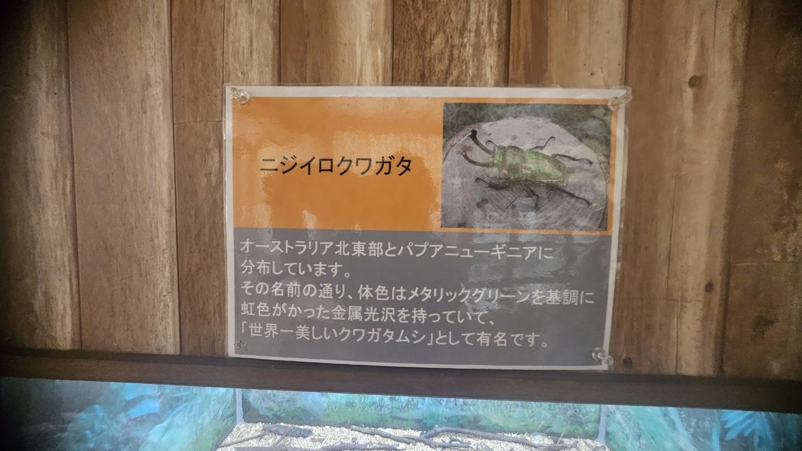 ニジイロクワガタの解説パネル