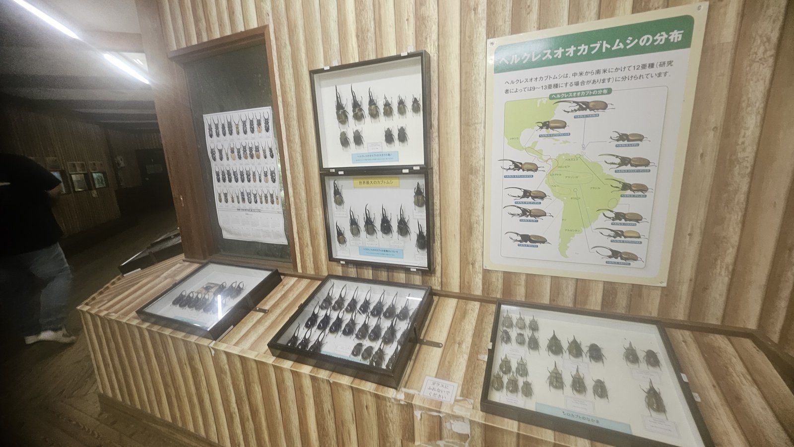 「ヘルクレスオオカブトムシの分布」のパネル