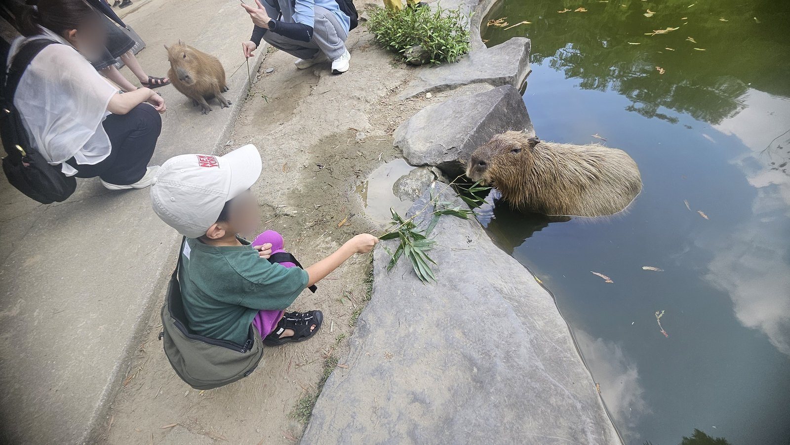 池のふちに何頭も集まってきます