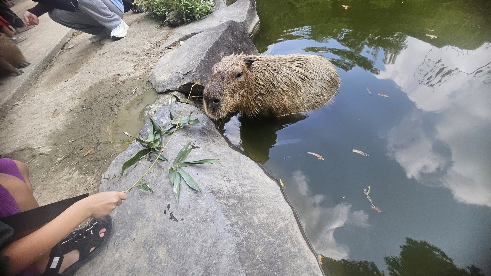 水の中から顔だけ出していました