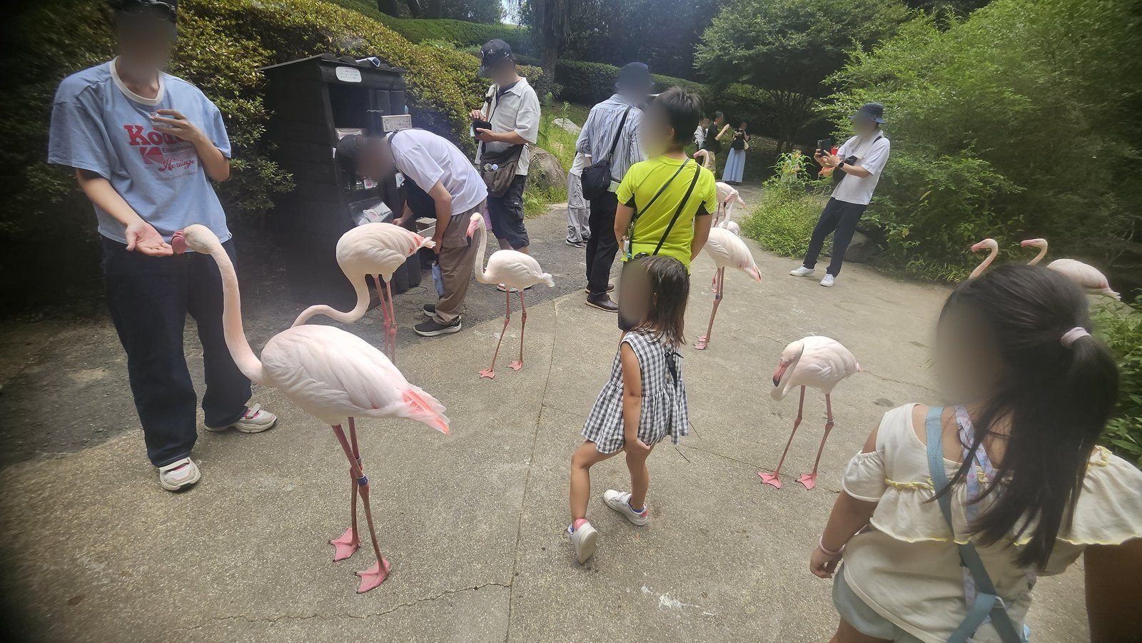 手のひらからエサをあげているところ