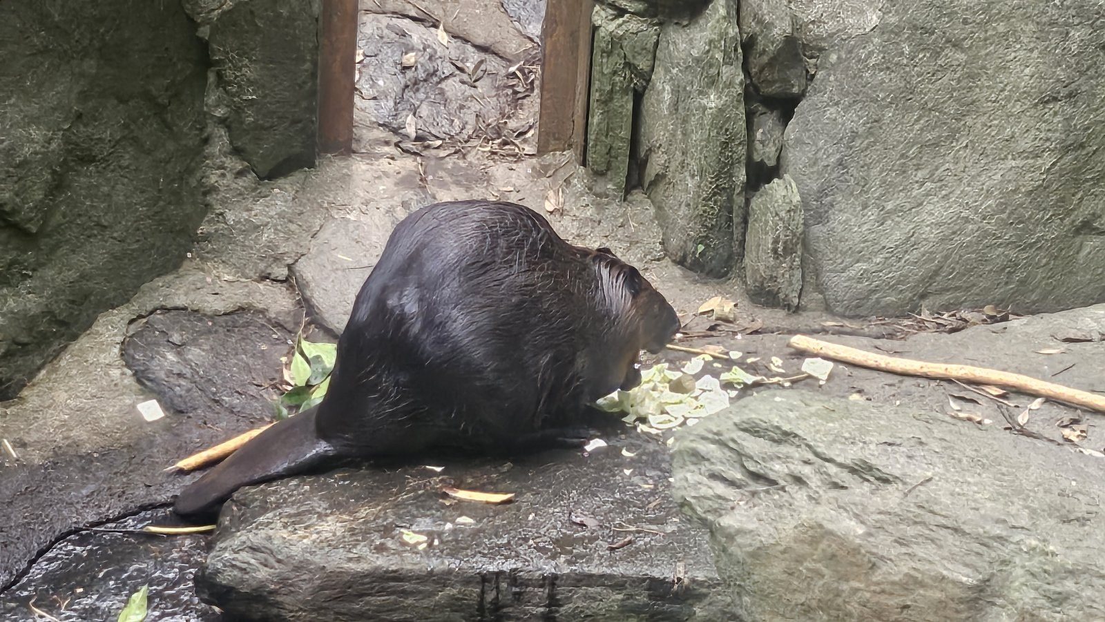 岩に上がったところ。平たい尾がよく見えました
