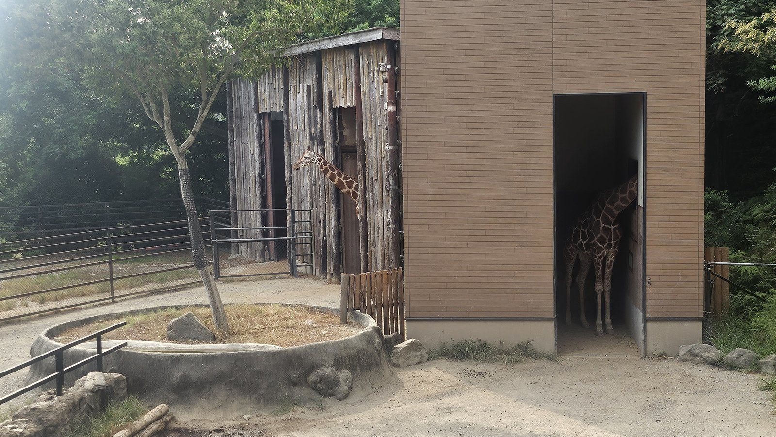 建物の開口部から首を出しています