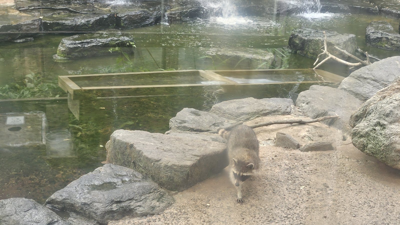 アライグマの池。人工の滝があります