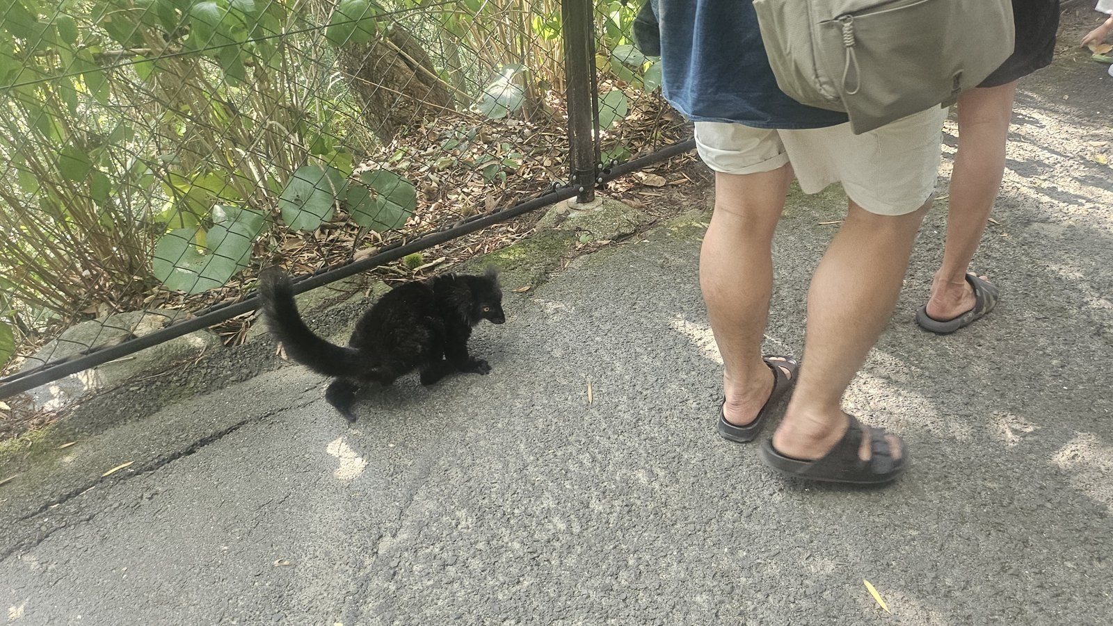 通路を横切っていきました