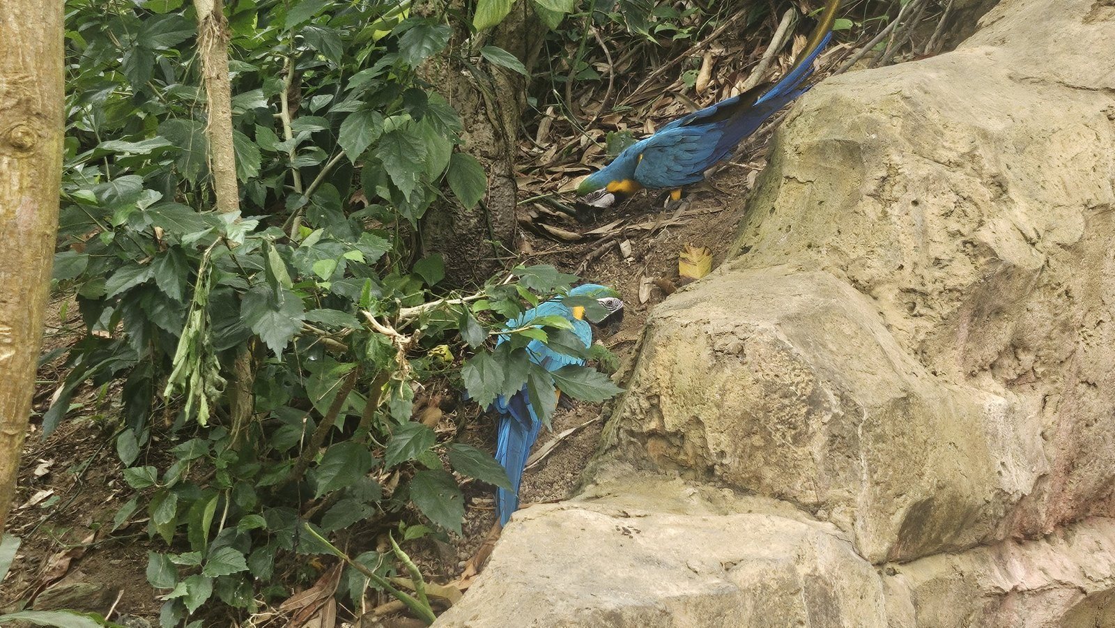 大きな青いインコもいました