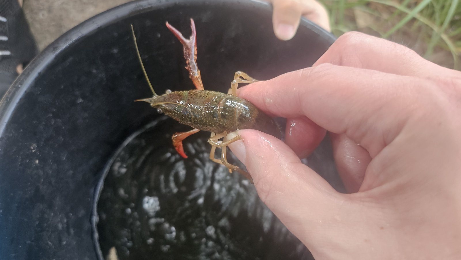 釣り上げたところ