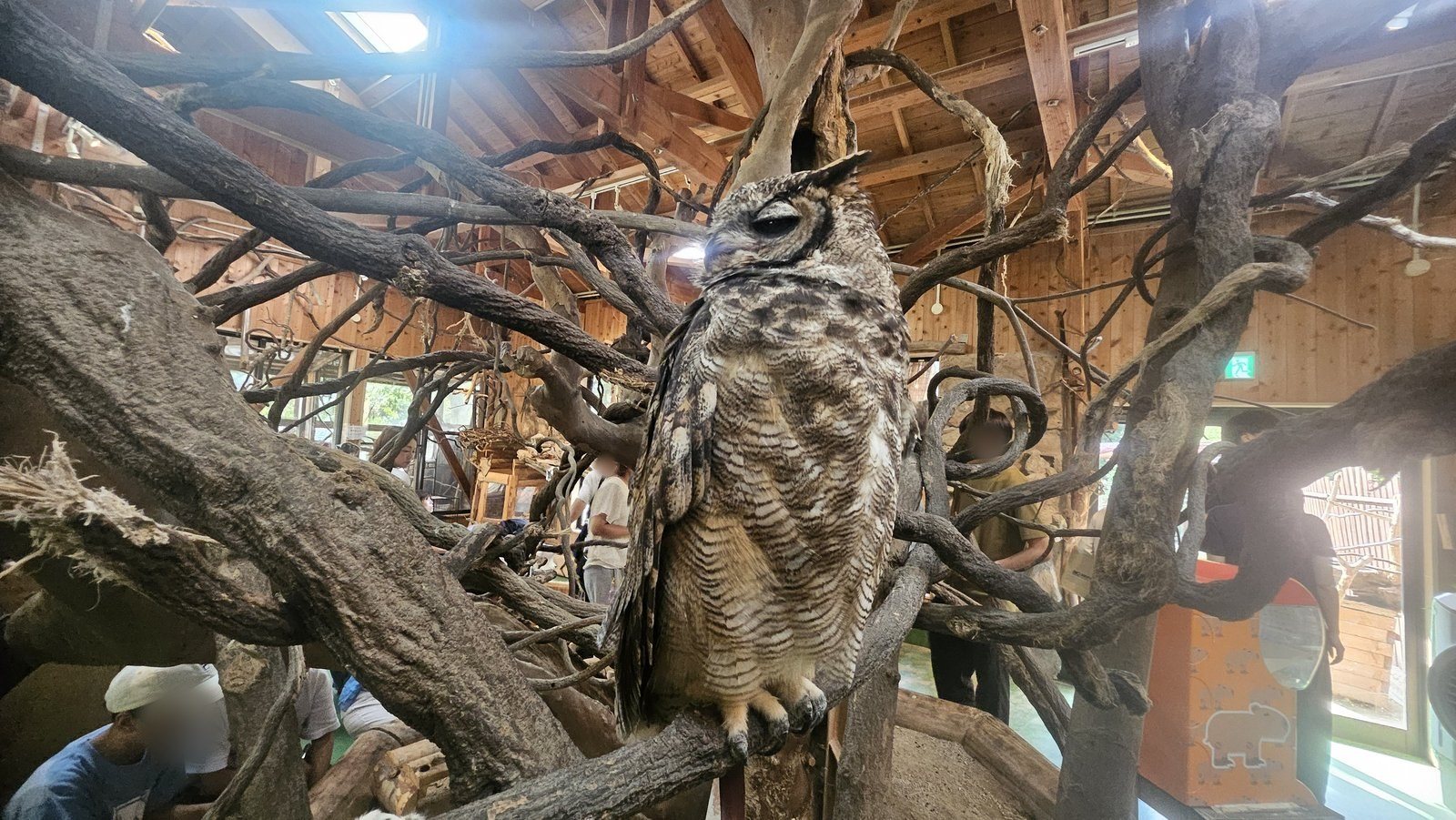 吹き抜けの流木にミミズクがいます