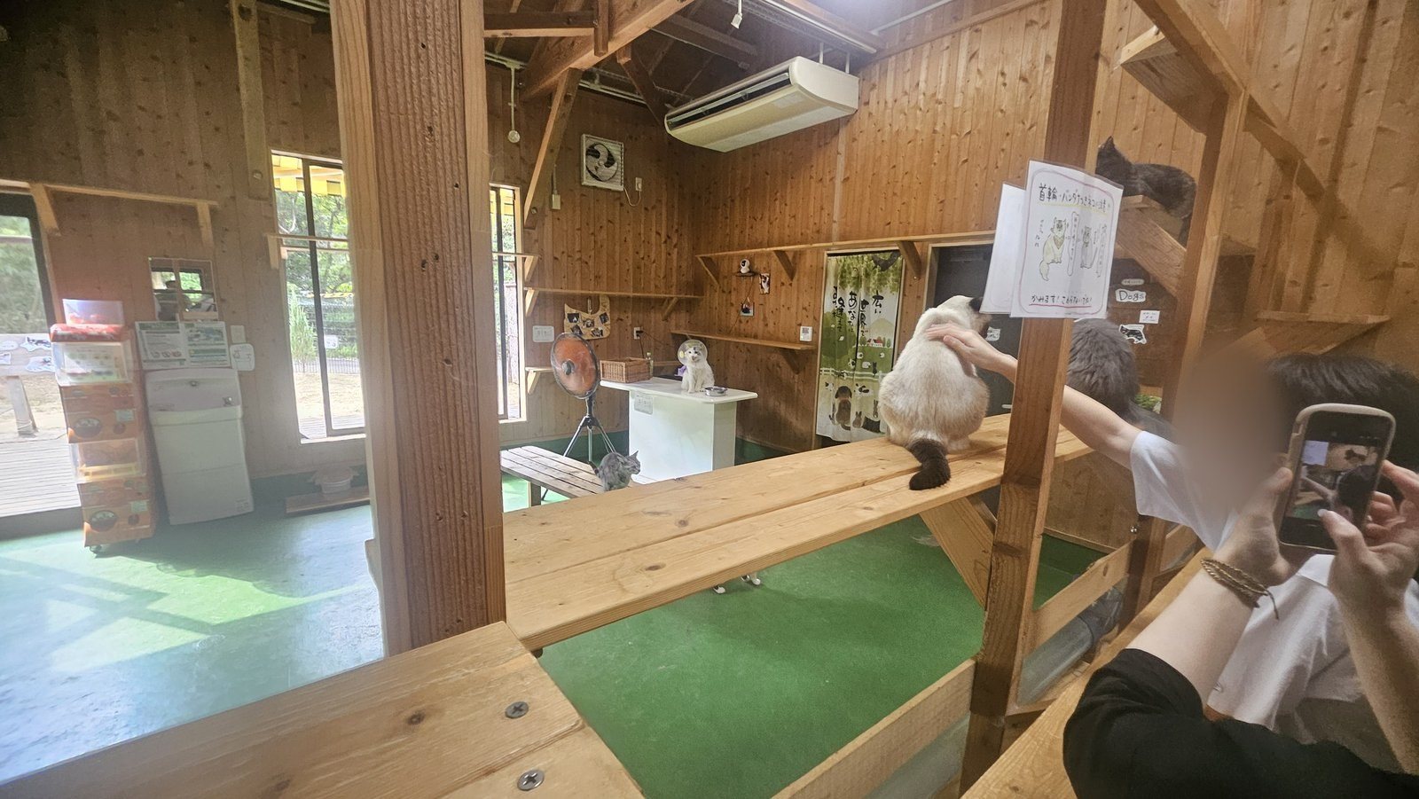 ネコの部屋